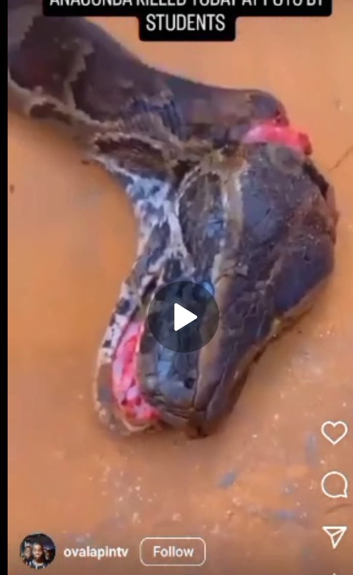 Anaconda